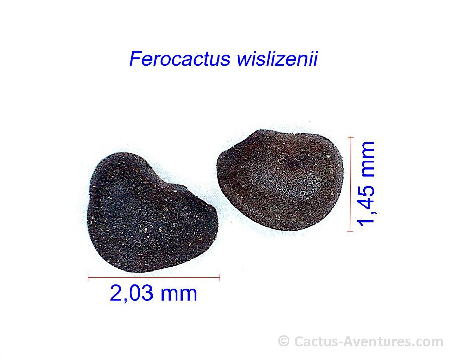 Ferocactus wislizenii, Saguaro Nat. Park, Az, USA PR
